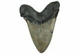 Huge, Fossil Megalodon Tooth - North Carolina #319917-2